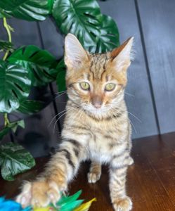 Котик породи Тойгер, Нептун, 4 місяці