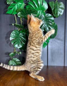 Котик породи Тойгер, Нептун, 4 місяці