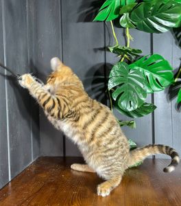 Котик породи Тойгер, Нептун, 4 місяці