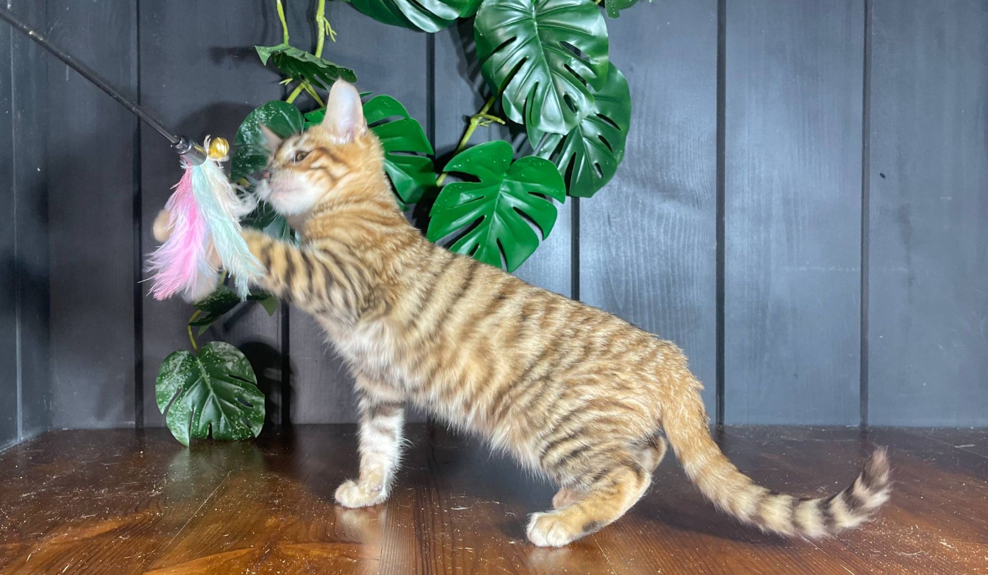 Котик породи Тойгер, Німбус, 4 місяці