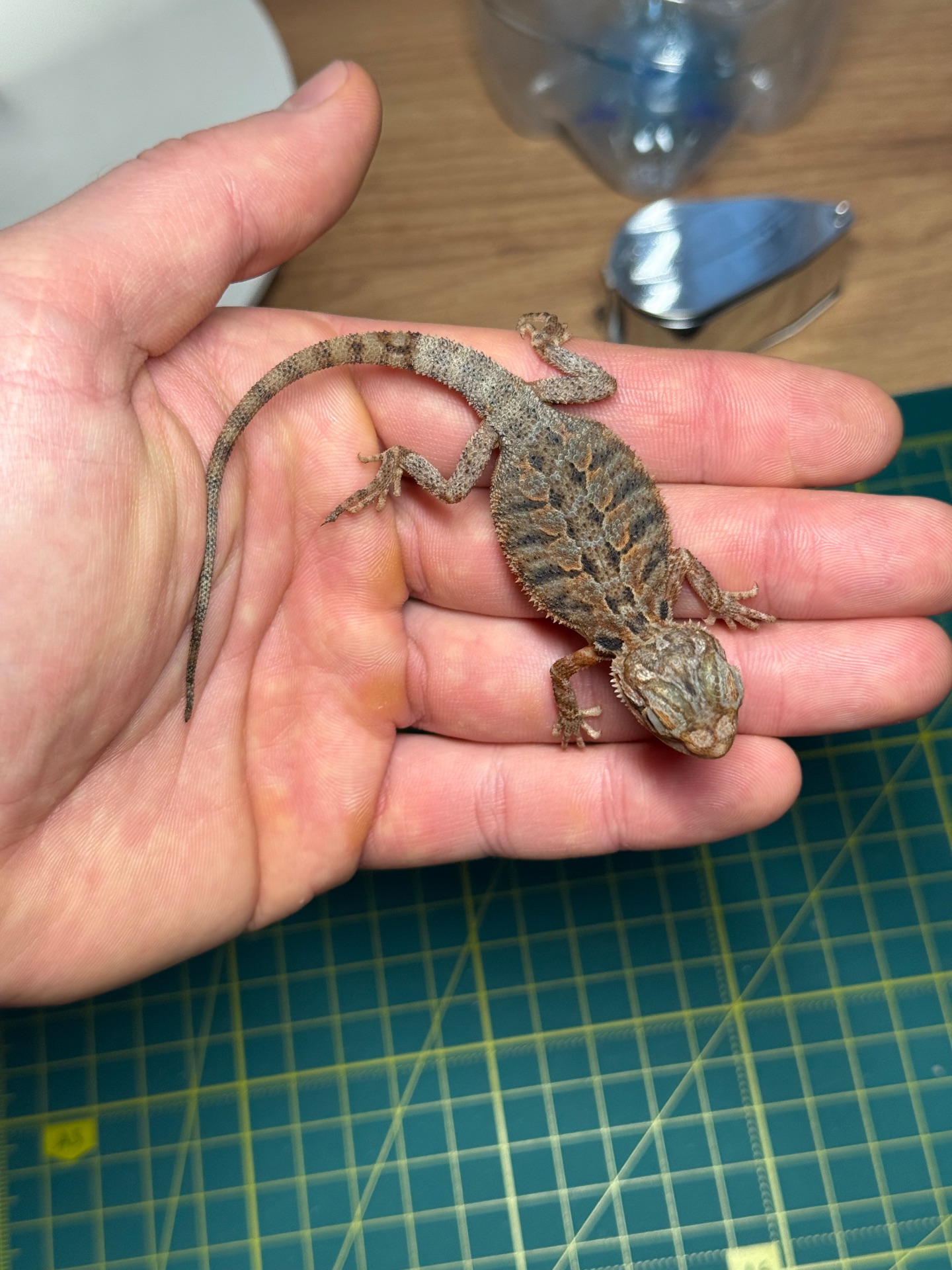 Бородата агама