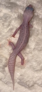 Гекон еублефар