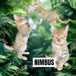 Котик породи Тойгер, Німбус, 4 місяці