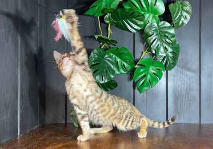 Котик породи Тойгер, Німбус, 4 місяці