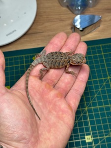 Бородата агама