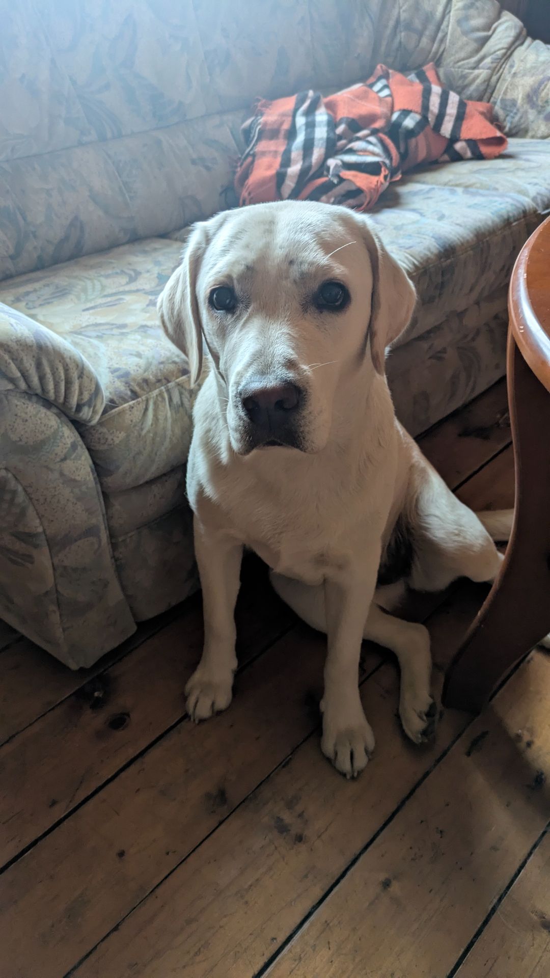 Девочка 1 год КСУ ЧИП ПРИВИВКИ