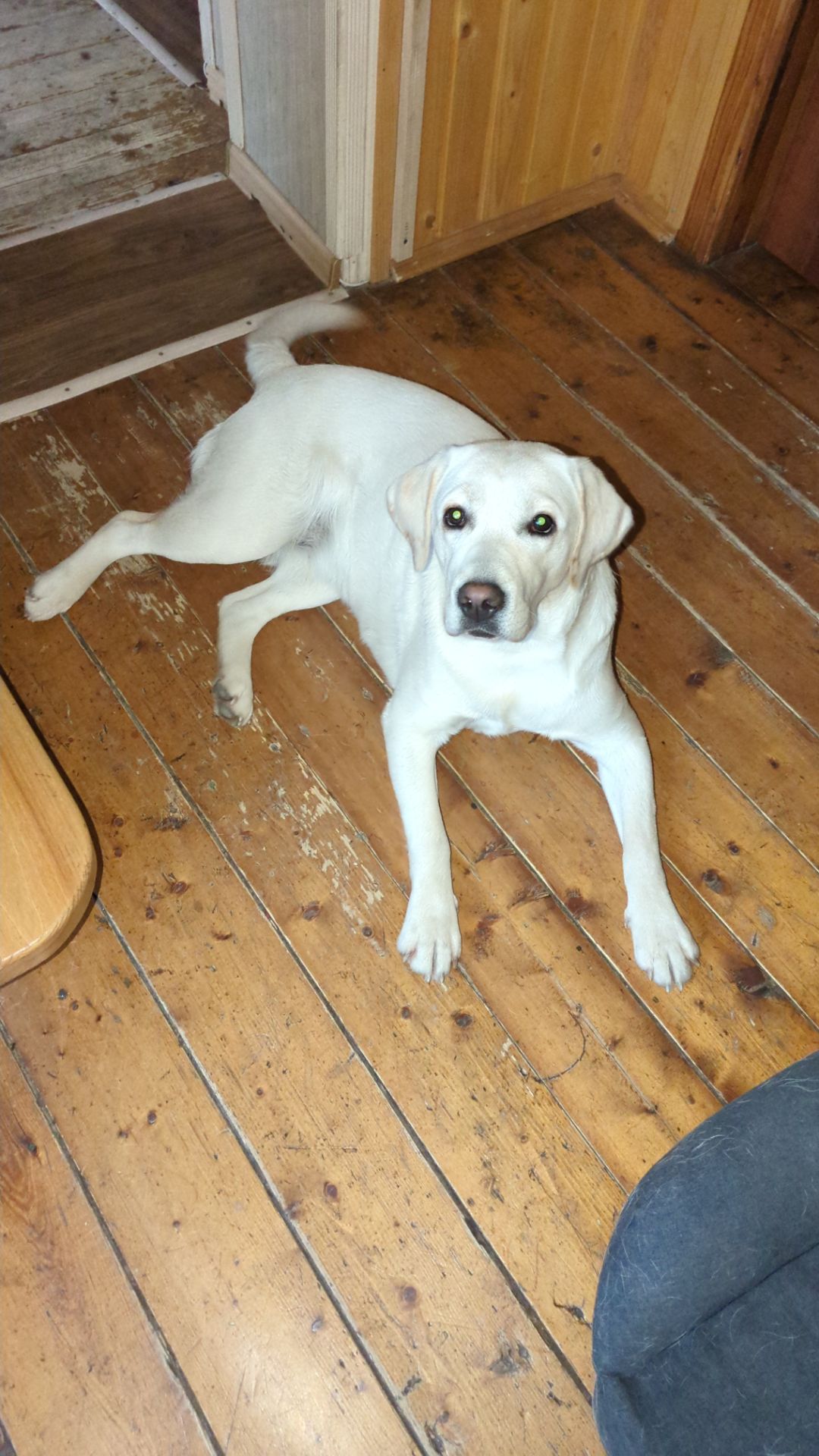 Девочка 1 год КСУ ЧИП ПРИВИВКИ