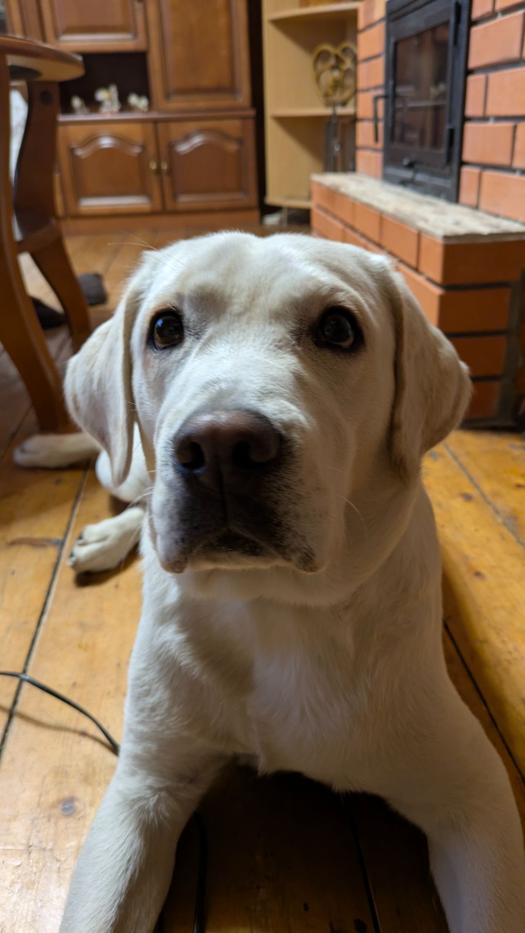 Девочка 1 год КСУ ЧИП ПРИВИВКИ