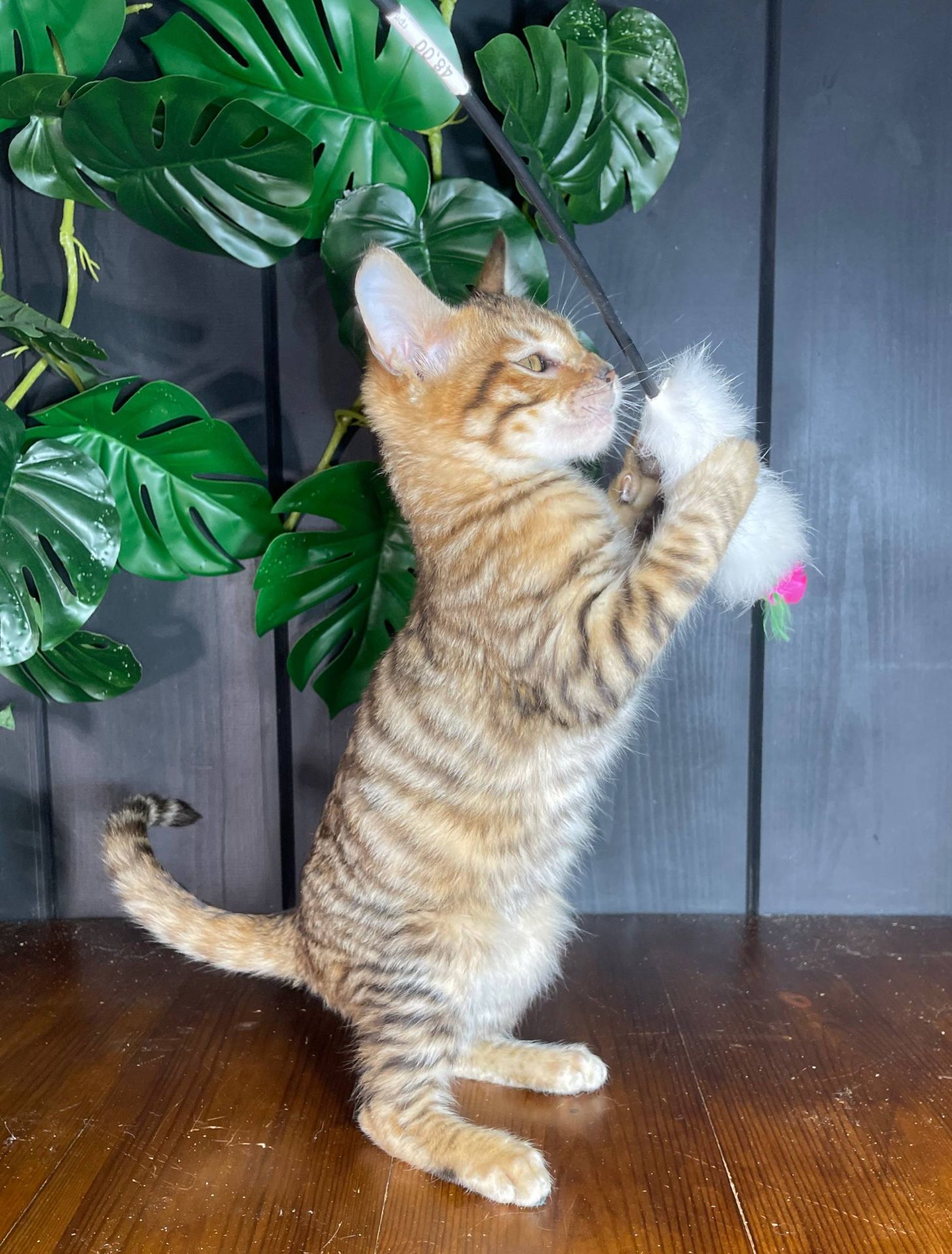 Котик породи Тойгер, Німбус, 4 місяці