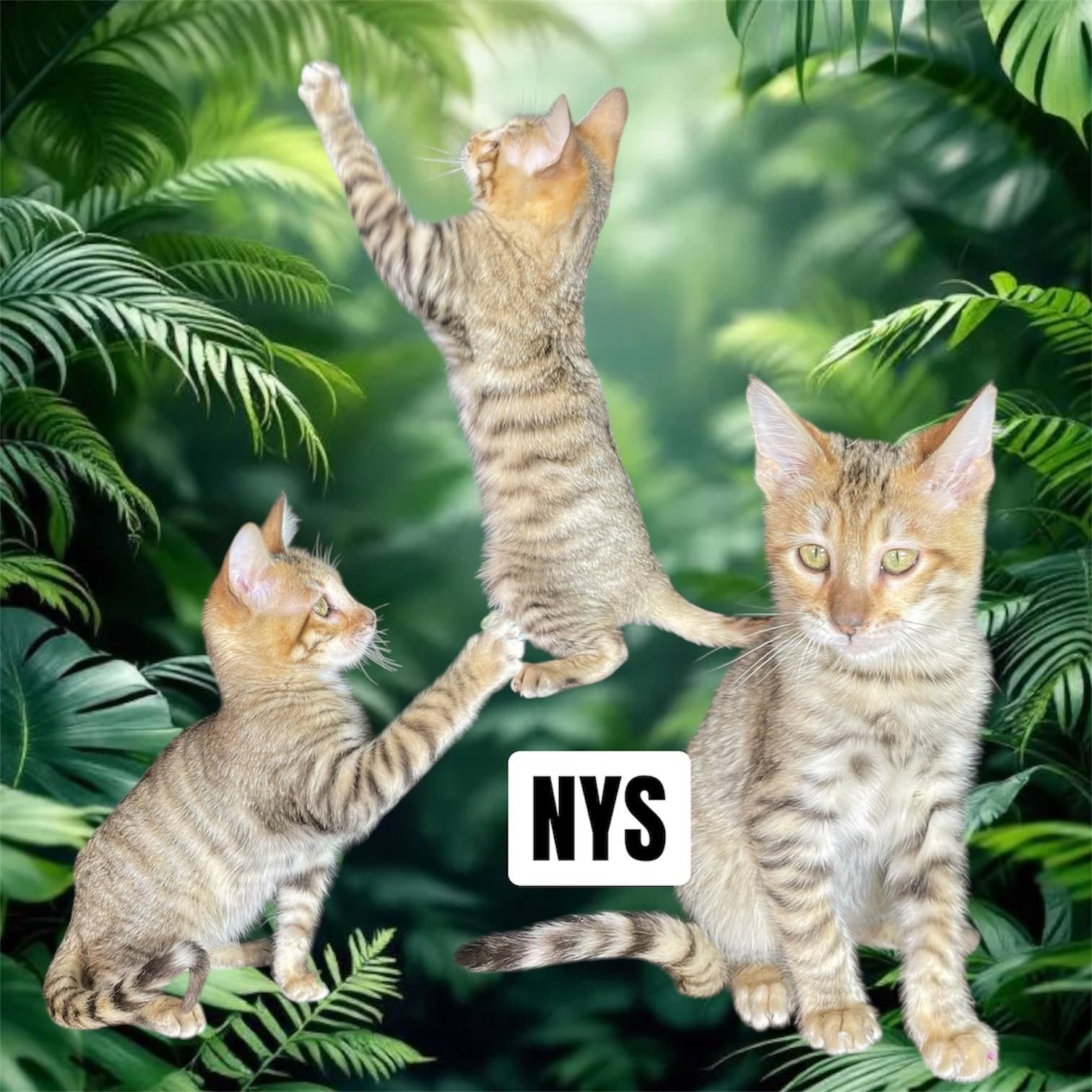 Котик породи Тойгер, Ніс, 4 місяці