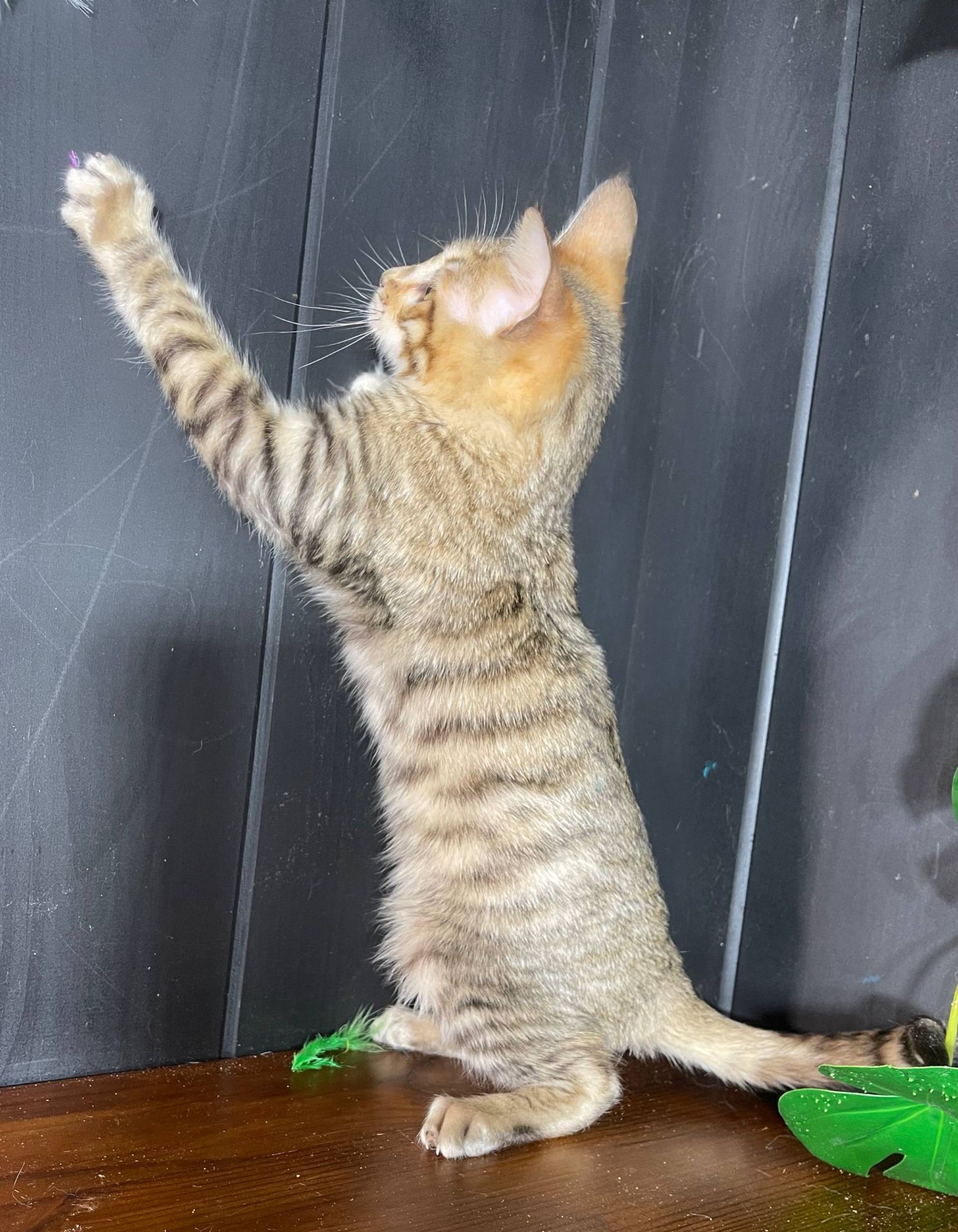 Котик породи Тойгер, Ніс, 4 місяці