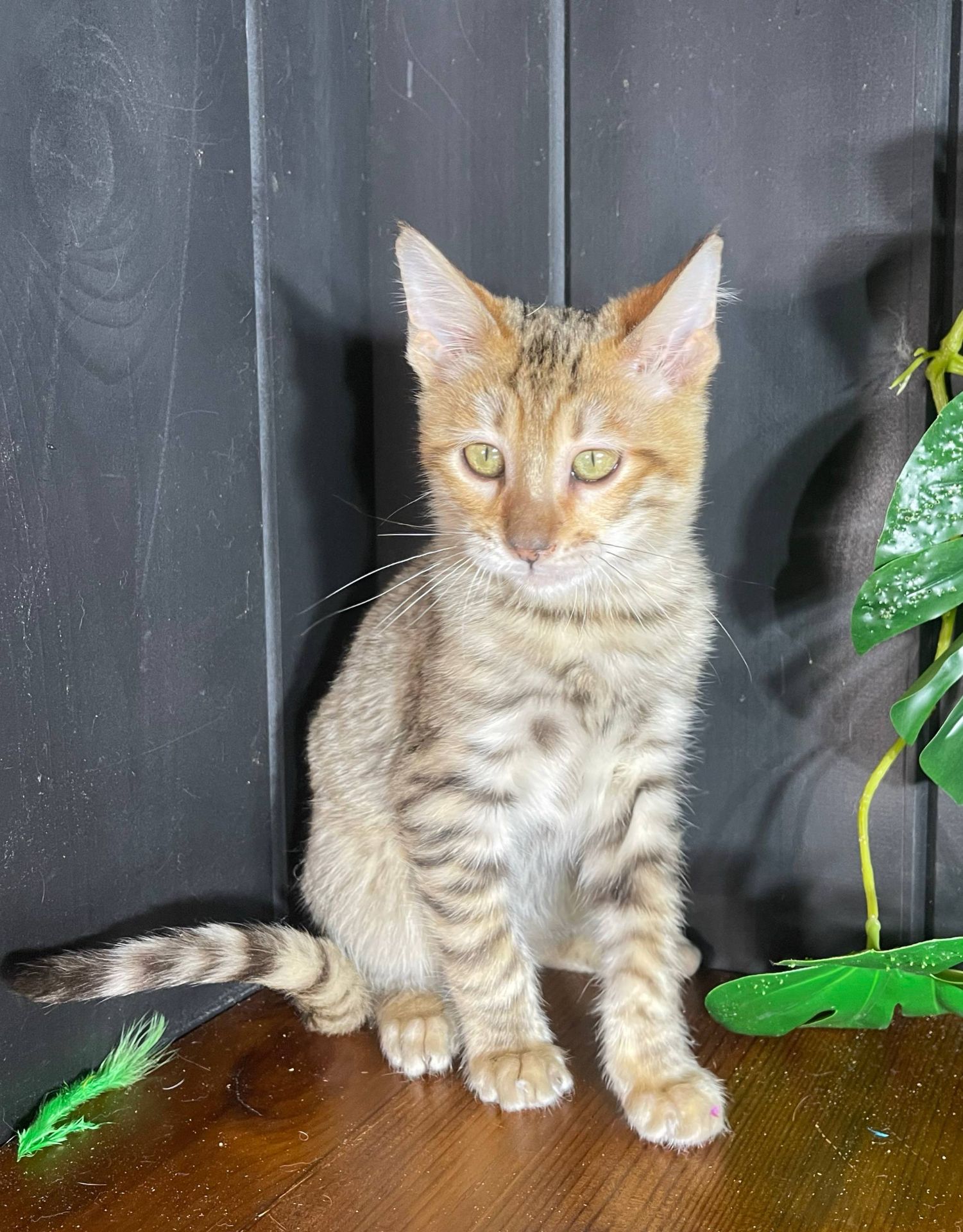 Котик породи Тойгер, Ніс, 4 місяці