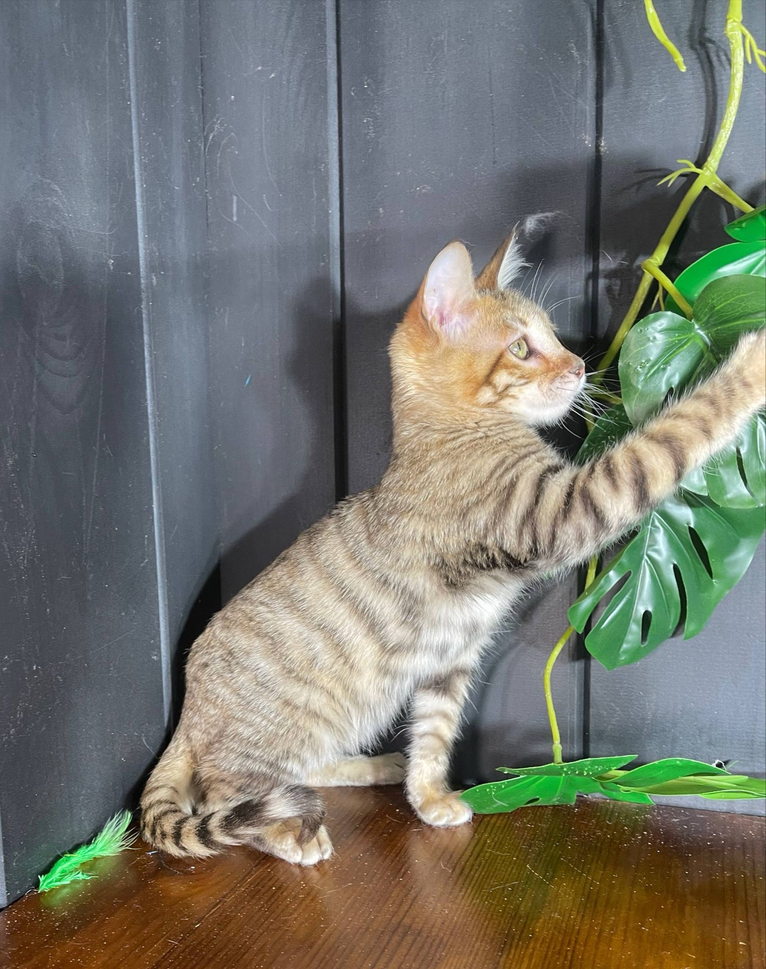 Котик породи Тойгер, Ніс, 4 місяці