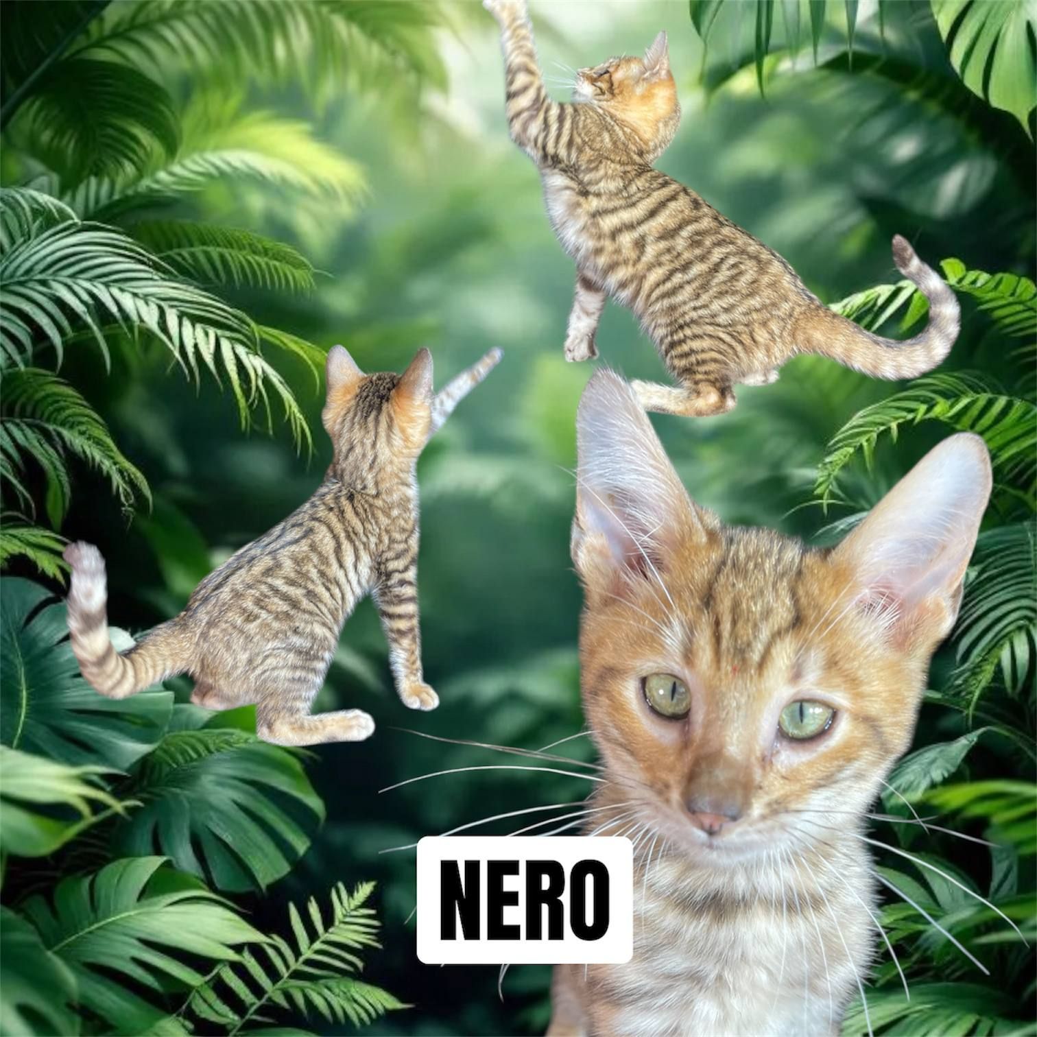 Котик породи Тойгер, Неро, 4 місяці