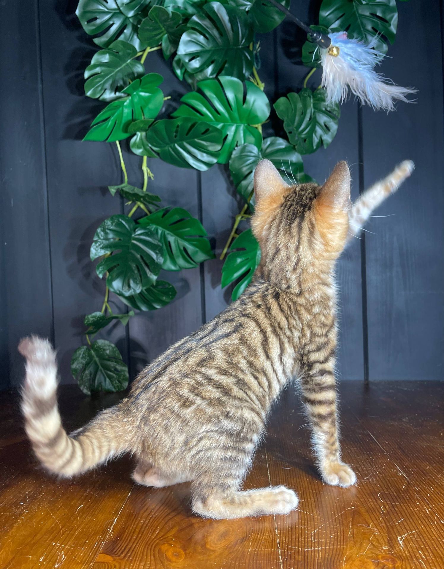 Котик породи Тойгер, Неро, 4 місяці