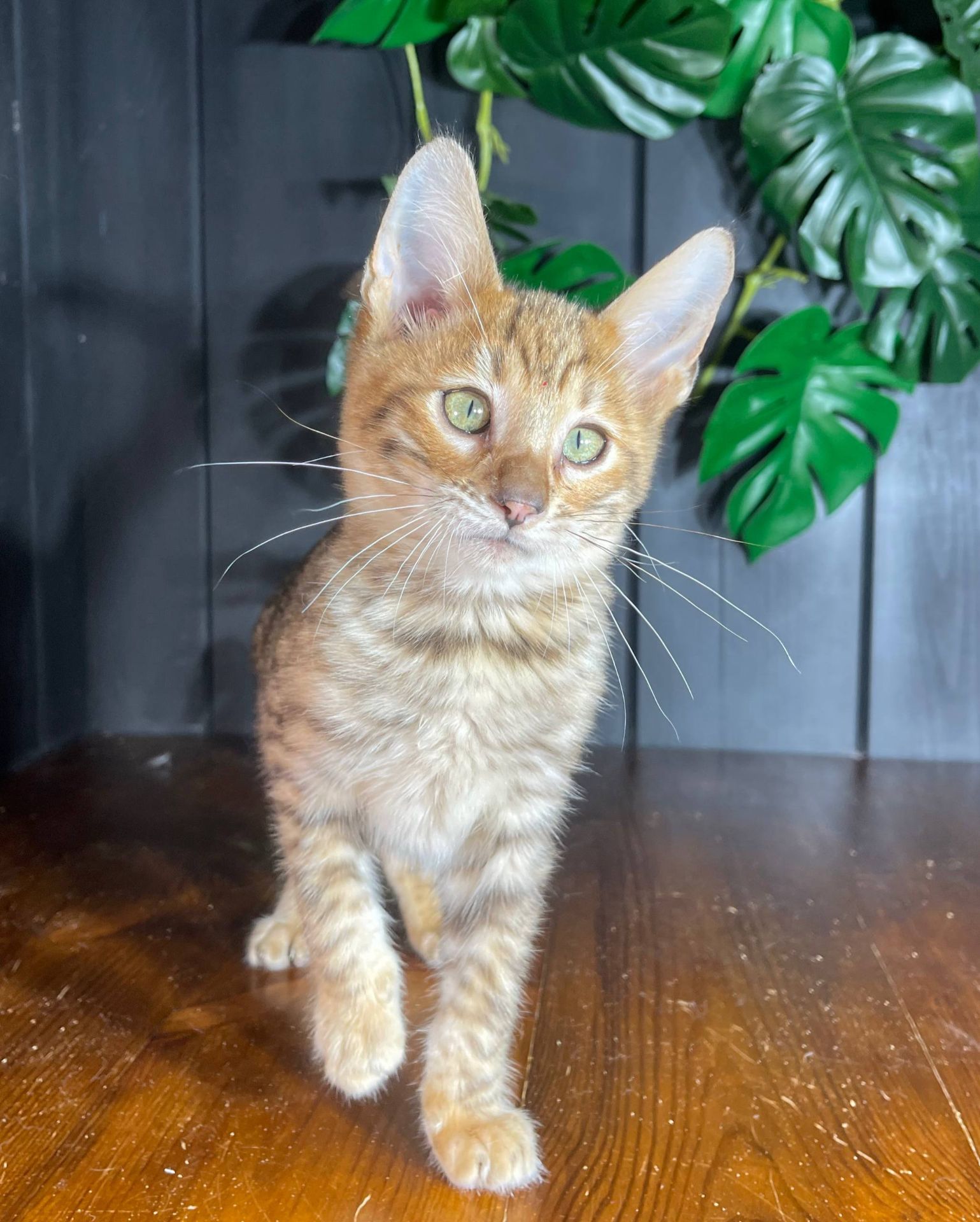 Котик породи Тойгер, Неро, 4 місяці