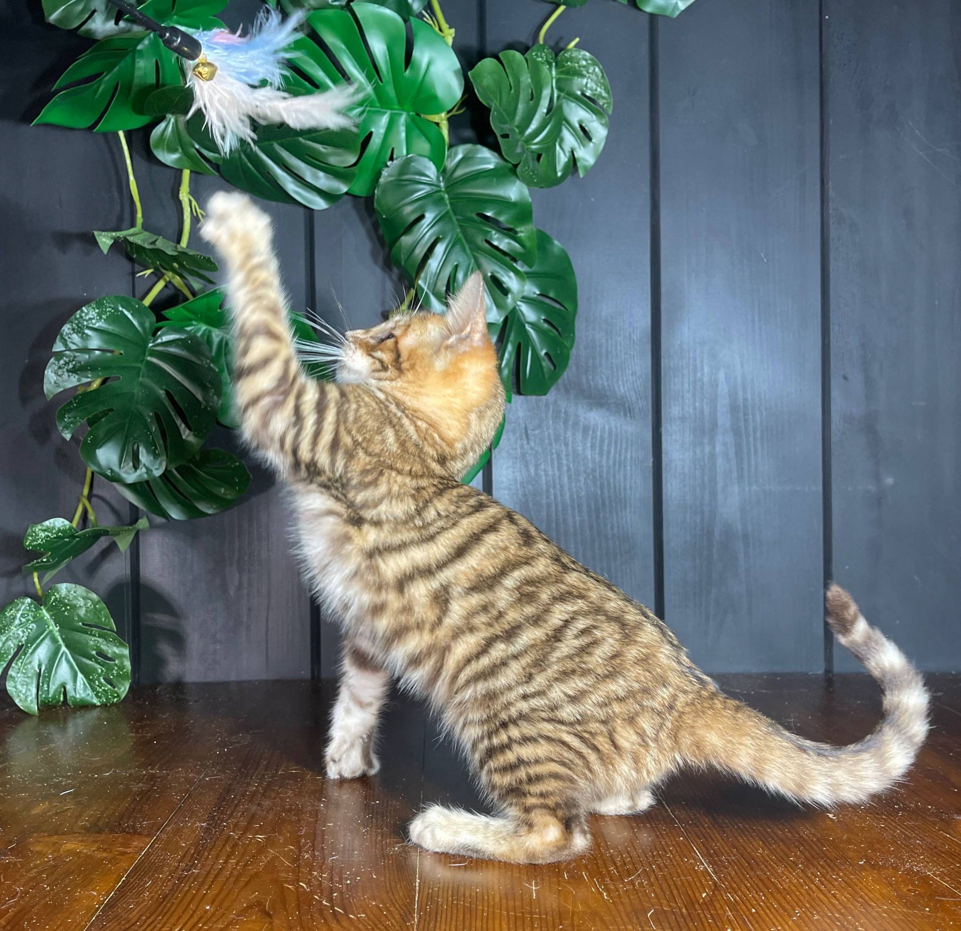 Котик породи Тойгер, Неро, 4 місяці