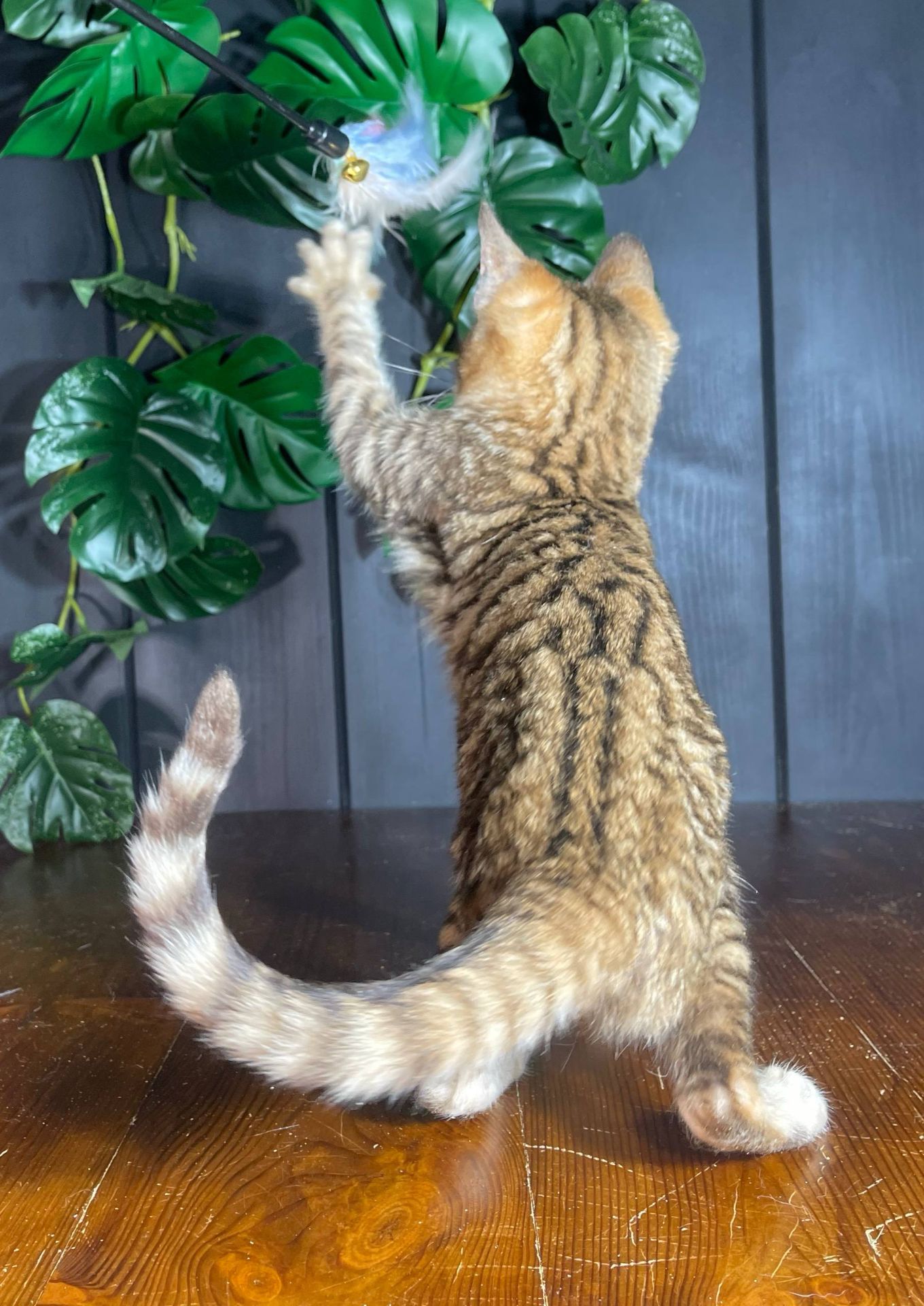 Котик породи Тойгер, Неро, 4 місяці