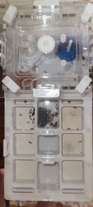 Муравьиная ферма с колонией Messor