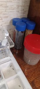 Муравьиная ферма с колонией Messor