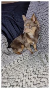 Розплідник Чихуахуа Cheertful Community