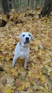 Девочка 1 год КСУ ЧИП ПРИВИВКИ