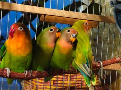 Молоденькие птенцы - Фишера и розовощекие