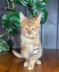 Котик породи Тойгер, Німбус, 4 місяці