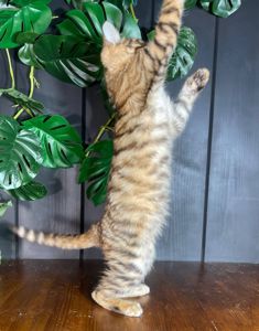 Котик породи Тойгер, Німбус, 4 місяці