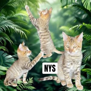 Котик породи Тойгер, Ніс, 4 місяці