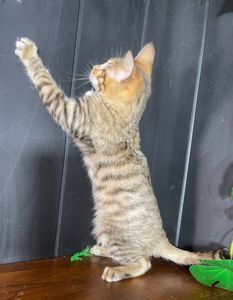 Котик породи Тойгер, Ніс, 4 місяці