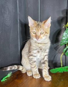 Котик породи Тойгер, Ніс, 4 місяці