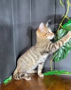 Котик породи Тойгер, Ніс, 4 місяці