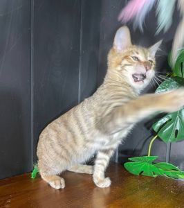 Котик породи Тойгер, Ніс, 4 місяці