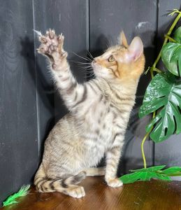 Котик породи Тойгер, Ніс, 4 місяці