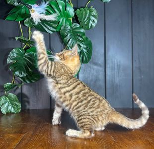 Котик породи Тойгер, Неро, 4 місяці