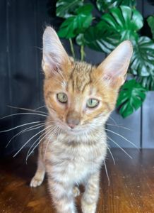 Котик породи Тойгер, Неро, 4 місяці