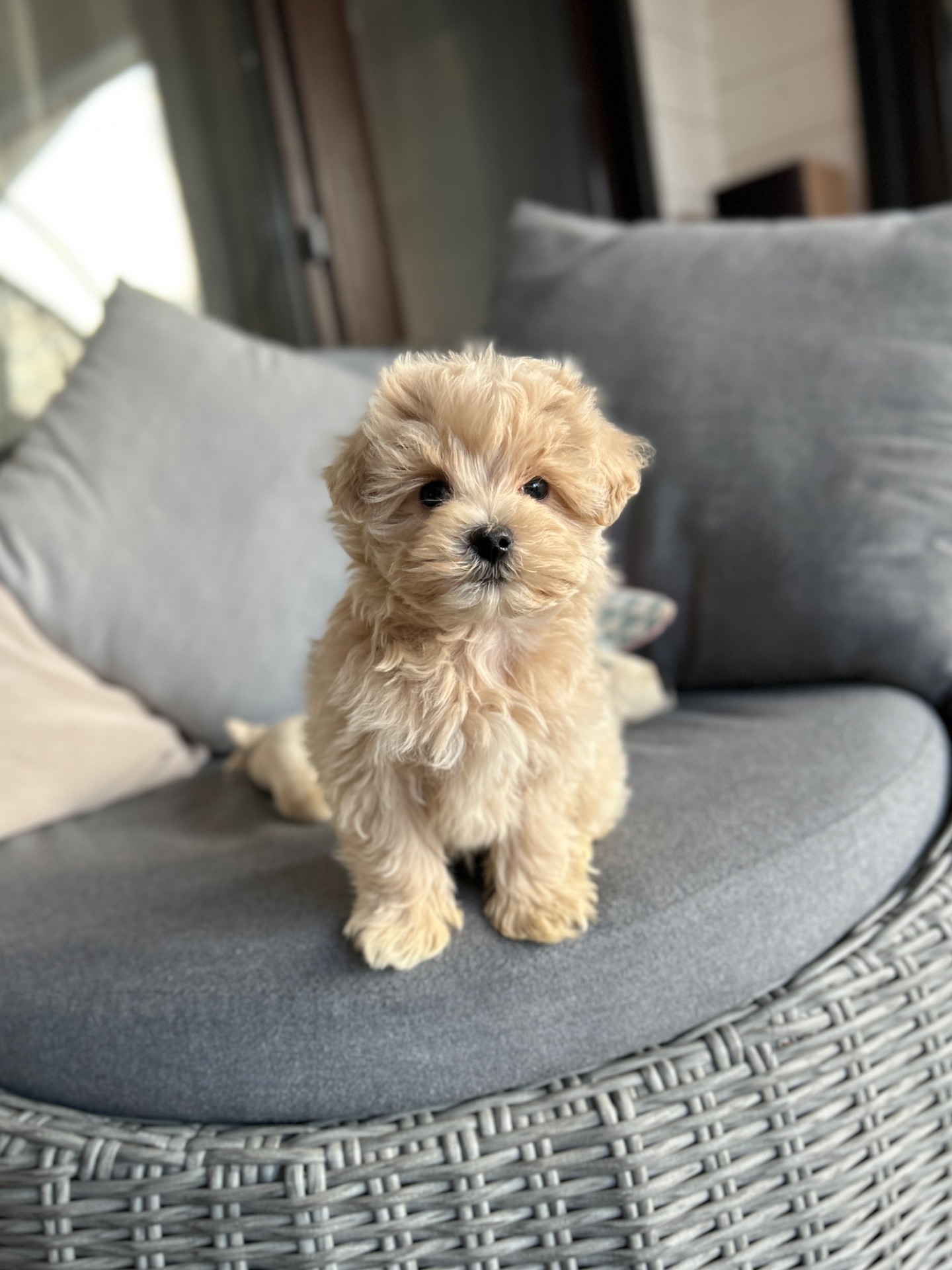 Мальчик мальтипу ф1 мини