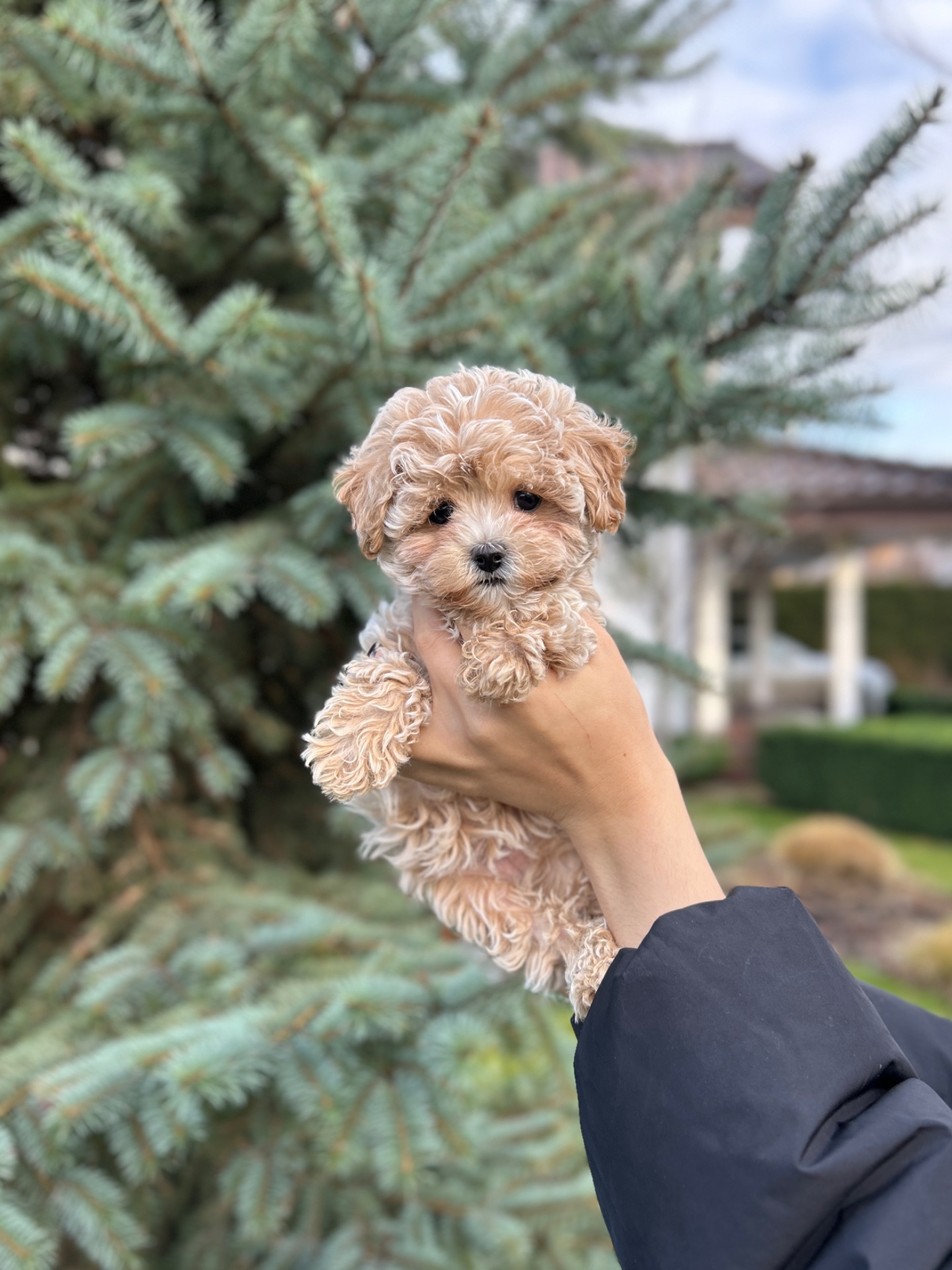 Премиум девочка микро мальтипу f1 baby face