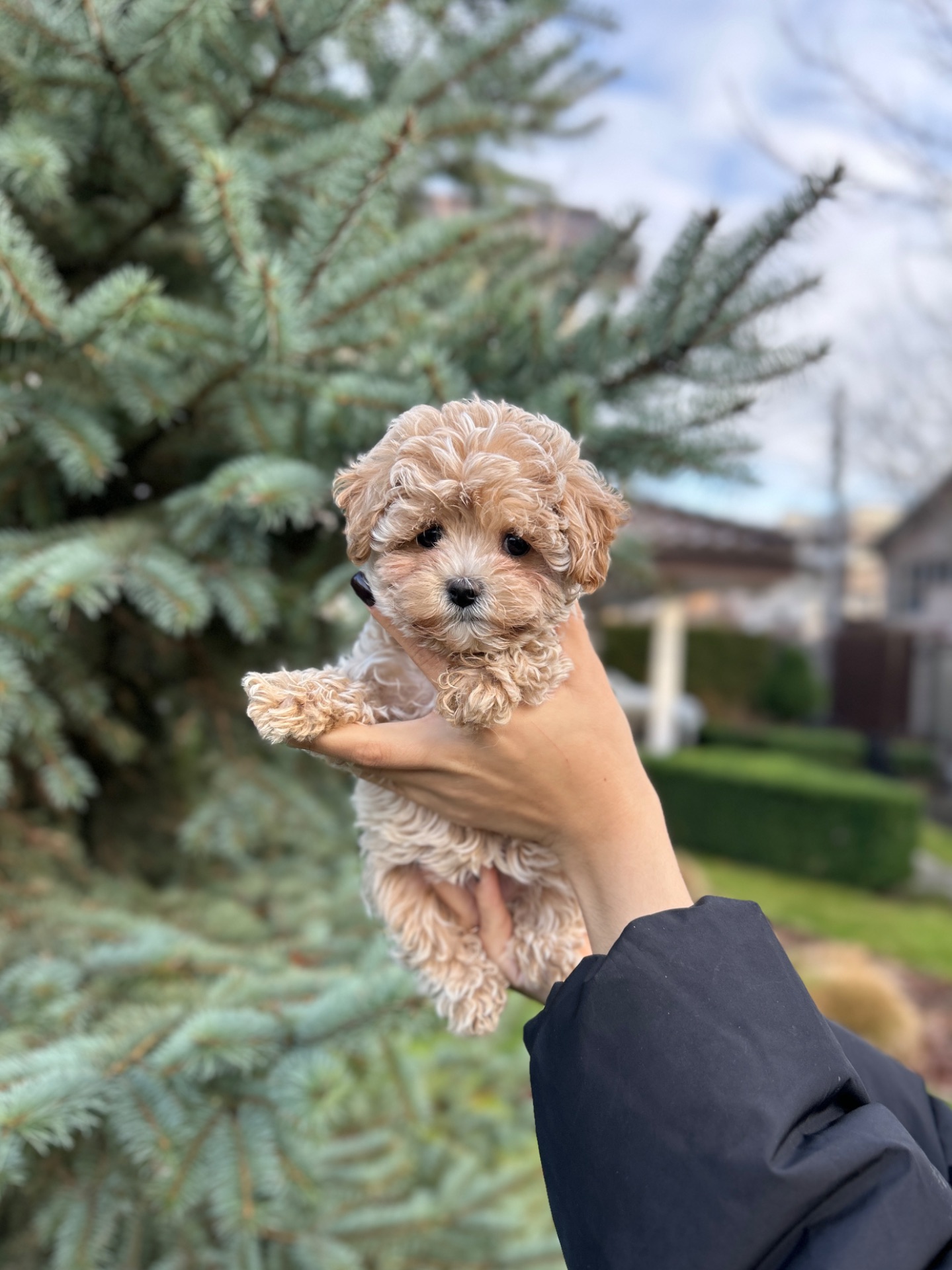 Премиум девочка микро мальтипу f1 baby face