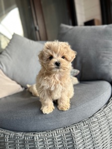 Мальчик мальтипу ф1 мини