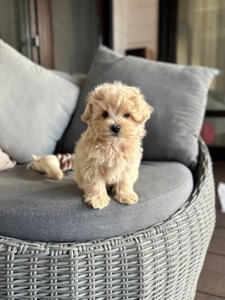 Мальчик мальтипу ф1 мини