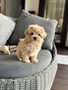 Мальчик мальтипу ф1 мини