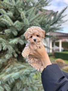 Премиум девочка микро мальтипу f1 baby face