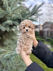 Премиум девочка микро мальтипу f1 baby face