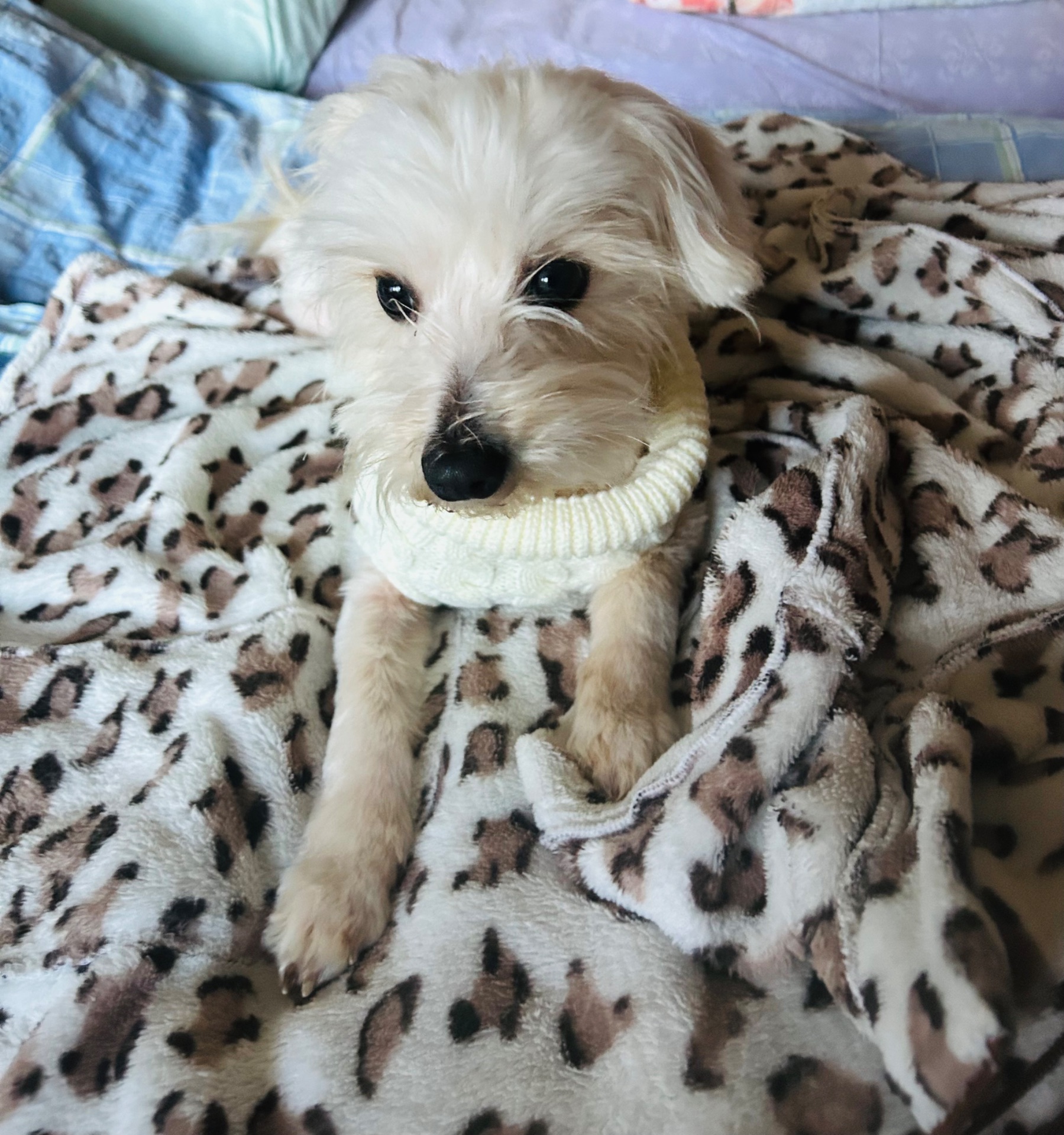 Мультіпу Ф1