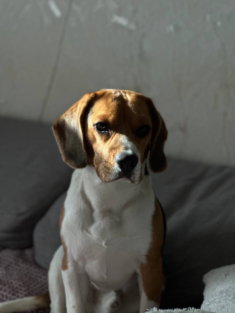 Віддам песика Річчі у добрі руки