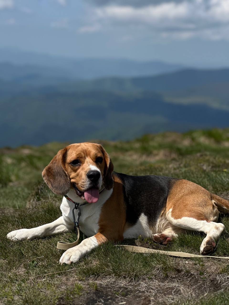 Віддам песика Річчі у добрі руки