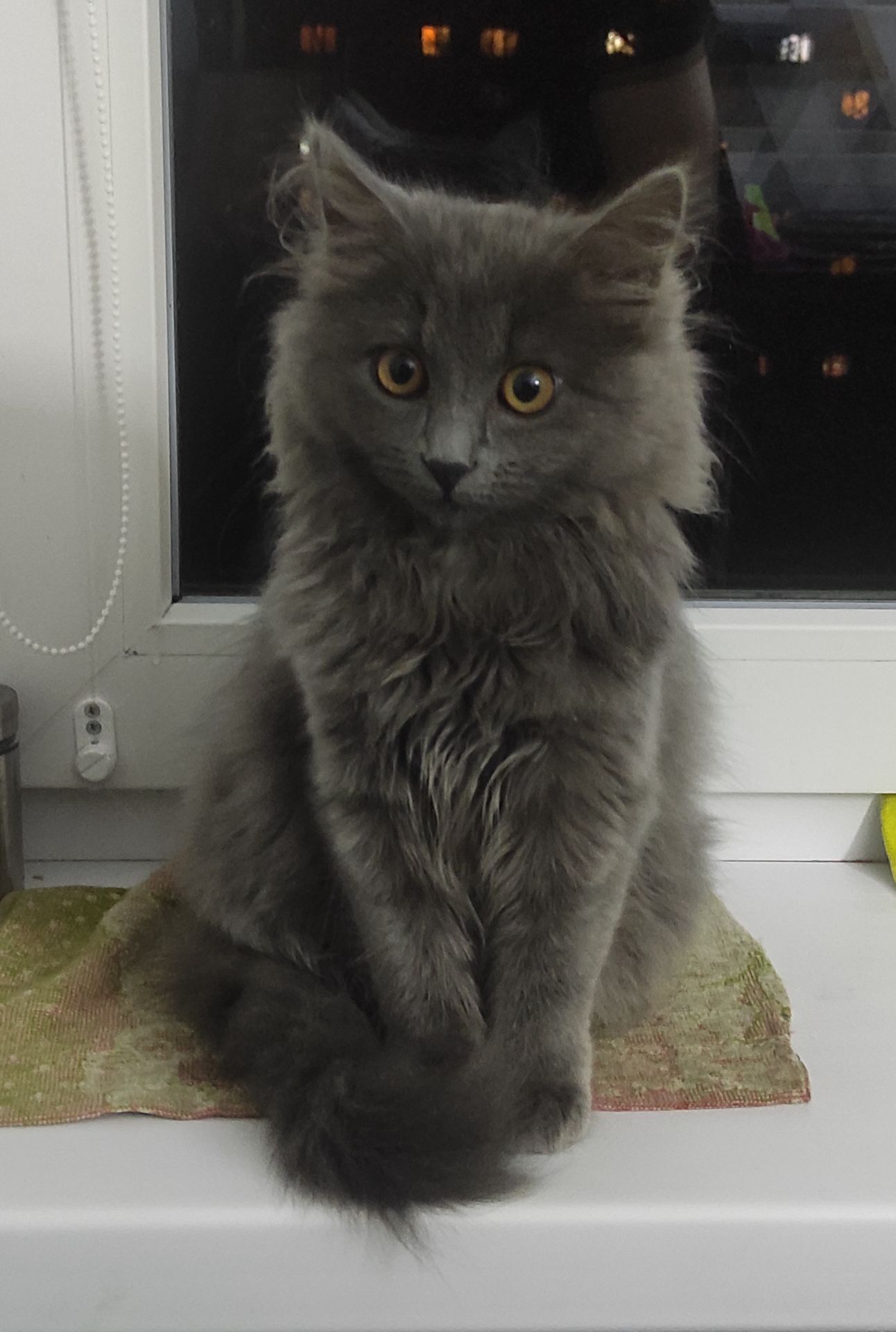 Кошеня нібелунга