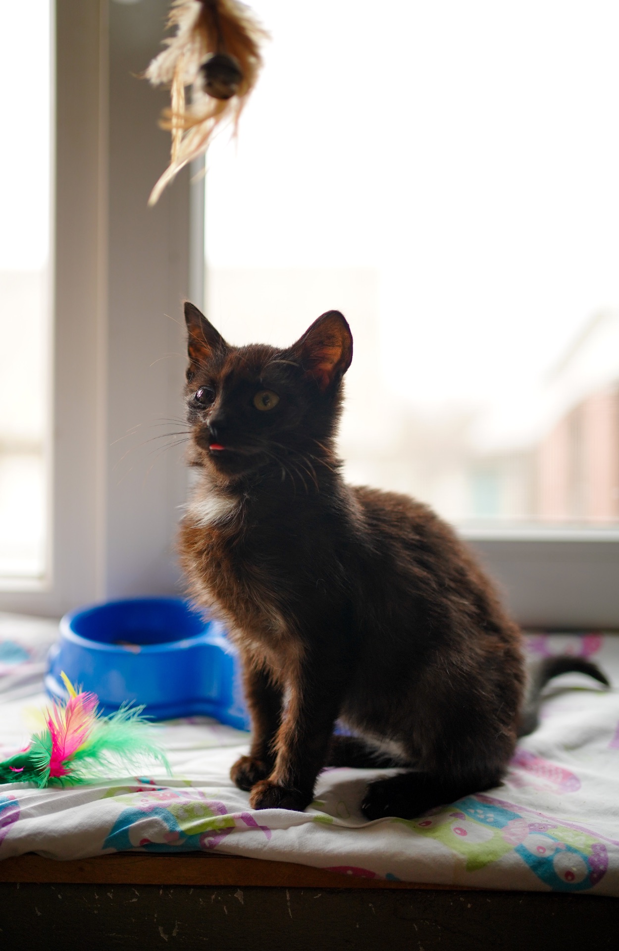 Чорне кошеня маленьке кошеня